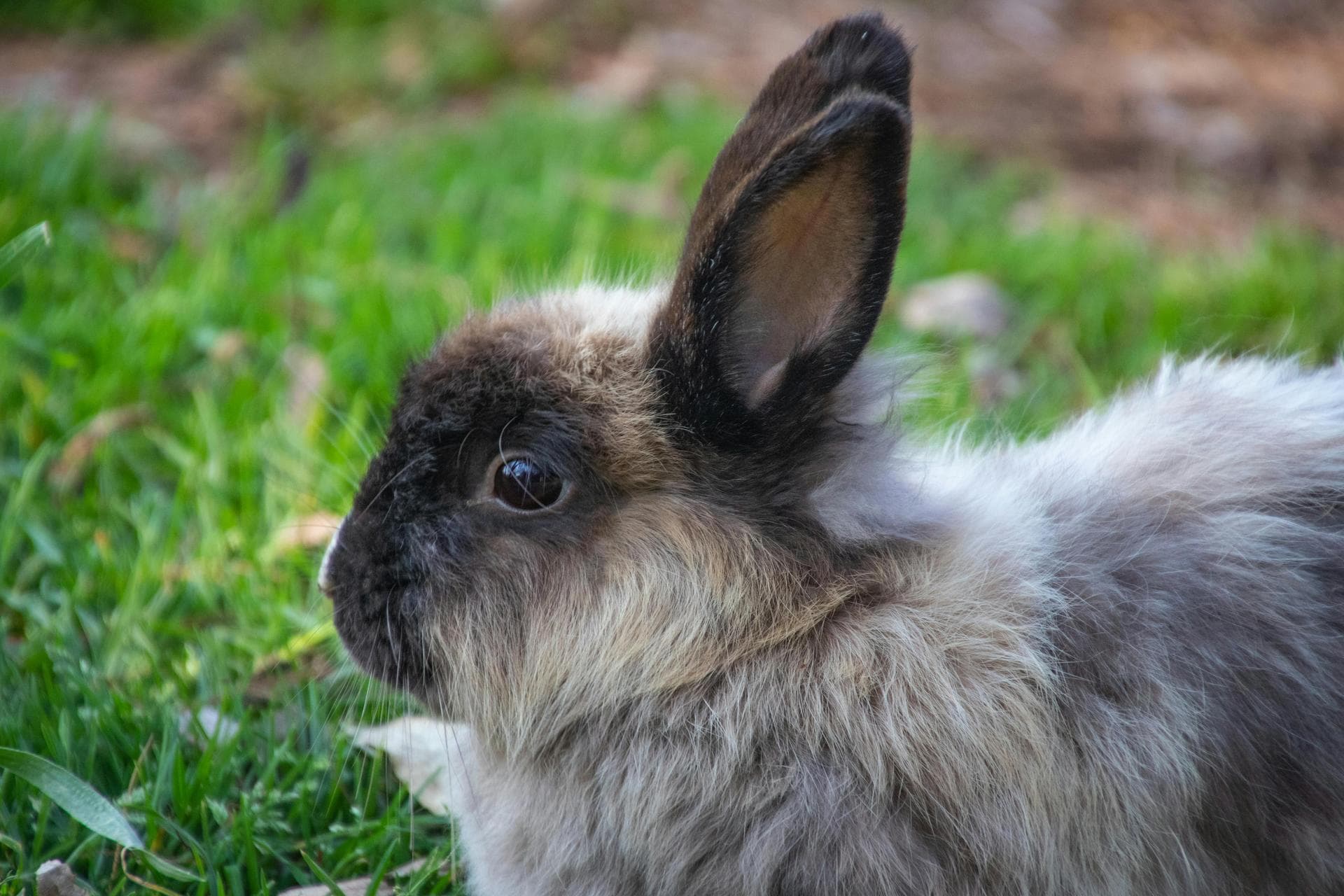Dog & Cat Vets in Longmont