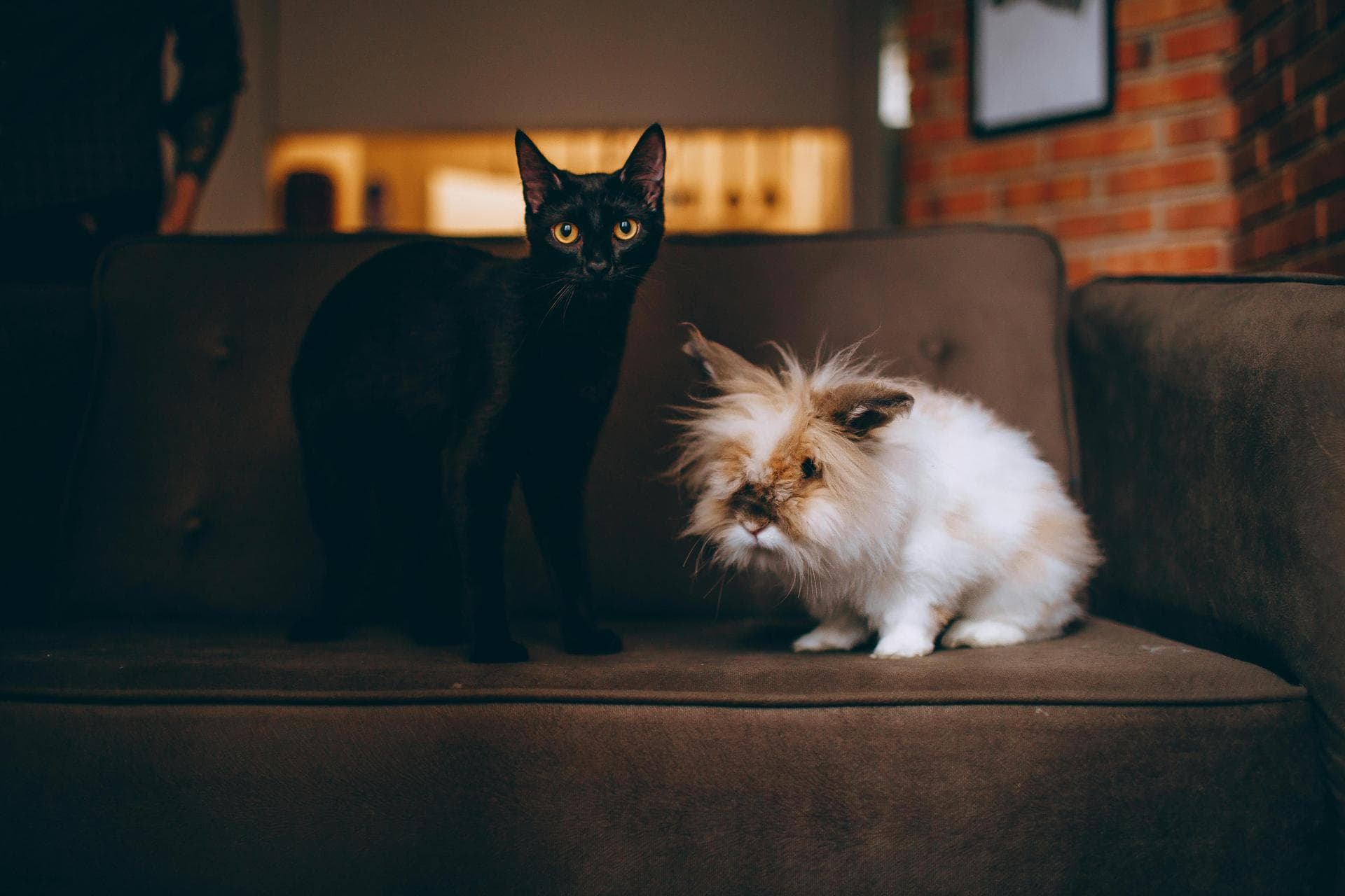 Specialist Vets in Longmont